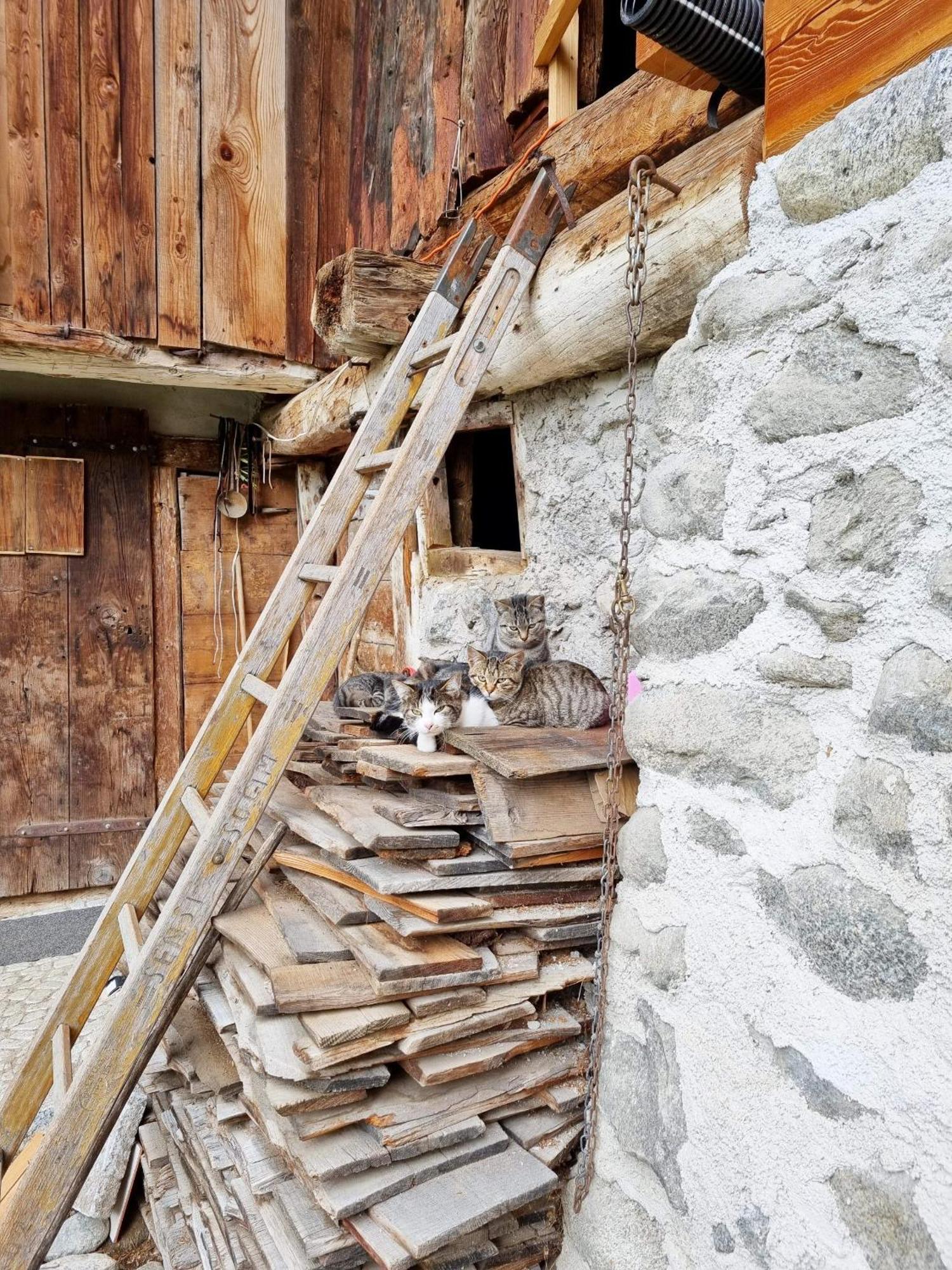 Villa Alpina Campiglio Madonna Esterno foto