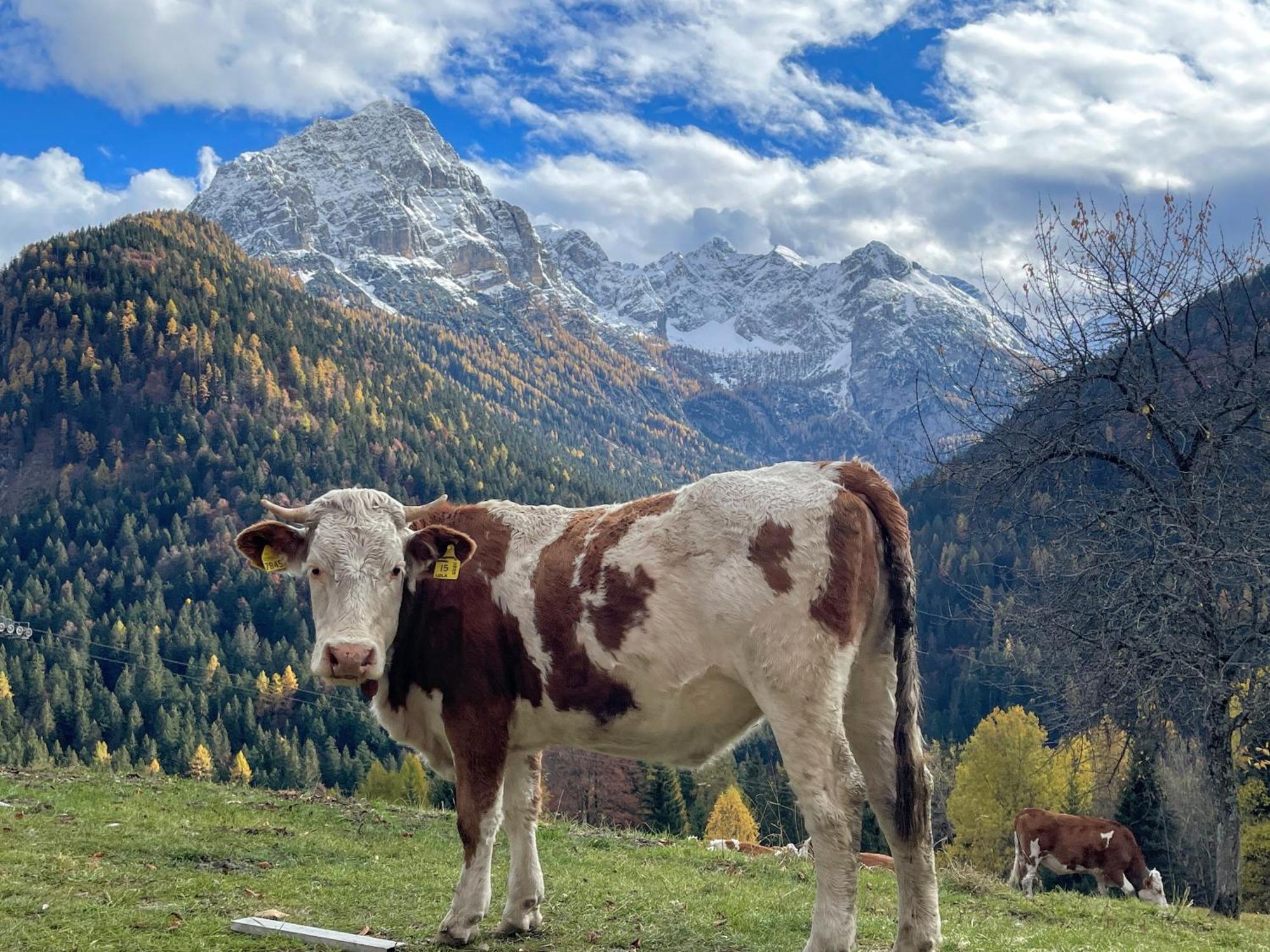 Villa Alpina Campiglio Madonna Esterno foto